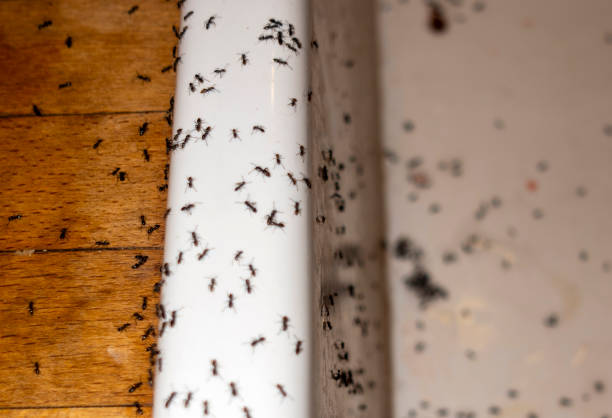 Best Spider Control Near Me  in Alma, MI